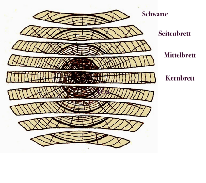 stammquerschnitt.png