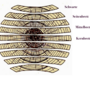 stammquerschnitt.png